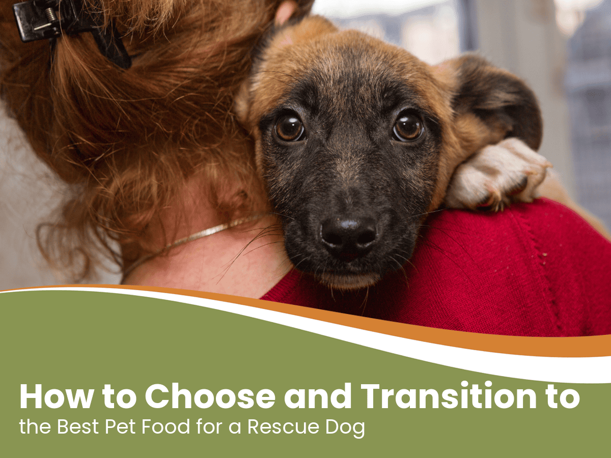 Pet Food for Rescue Dog